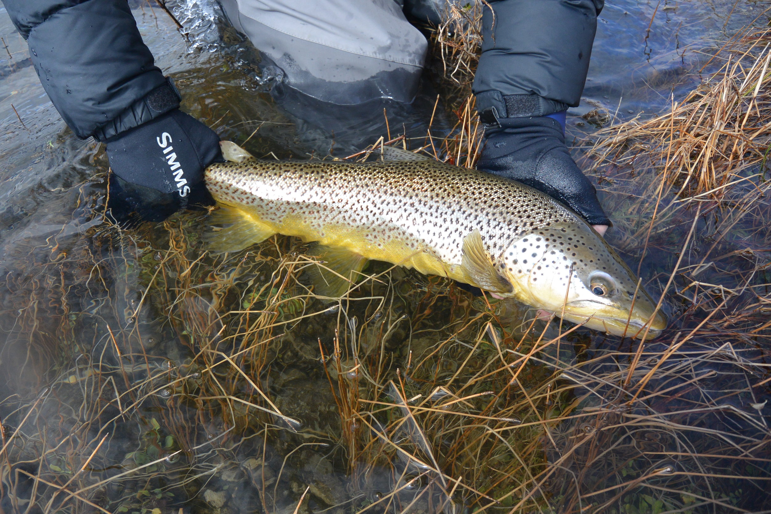  A stunning lake brownie, as good as any river fish! 