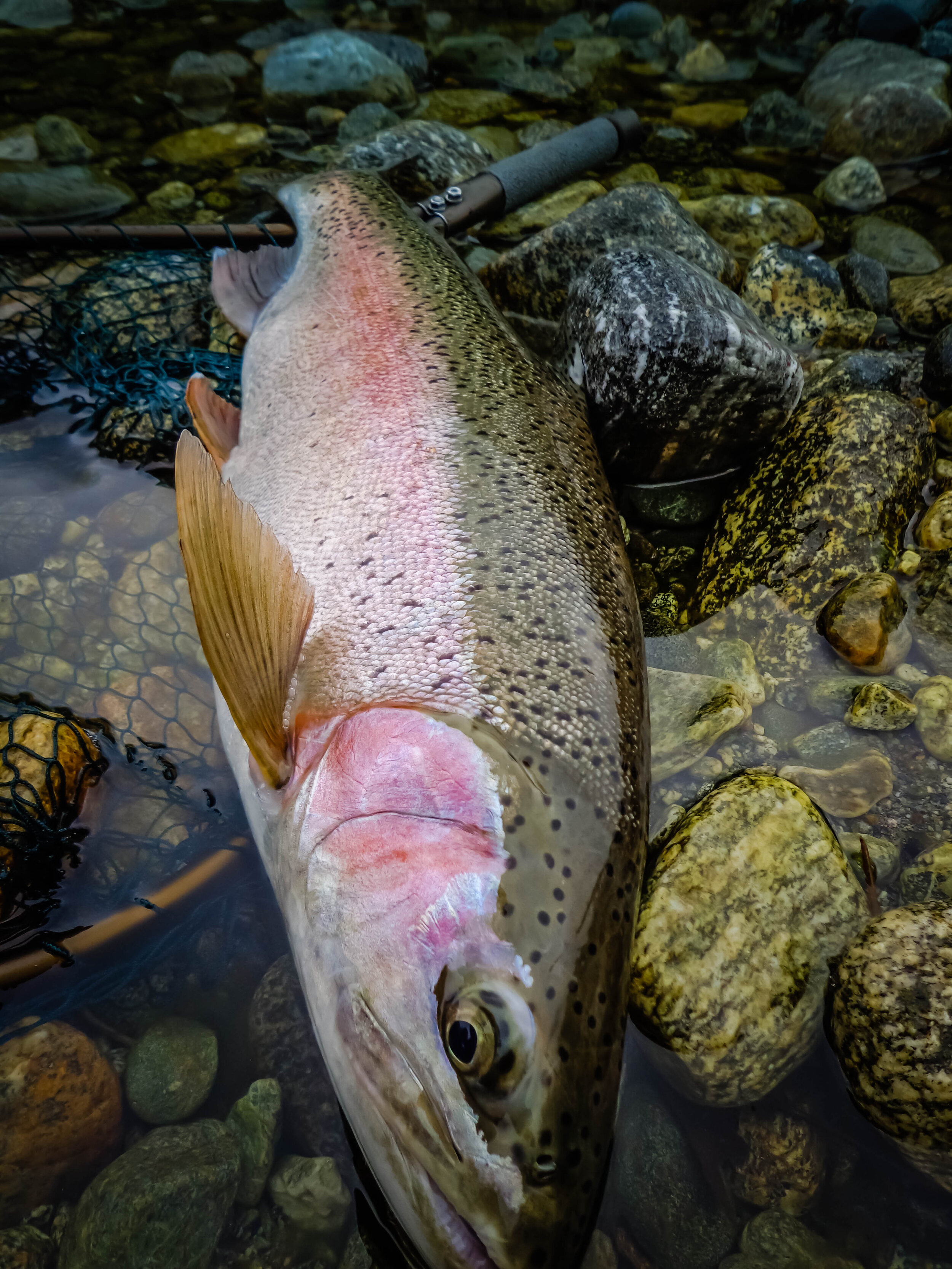  A healthy rainbow from fast water  