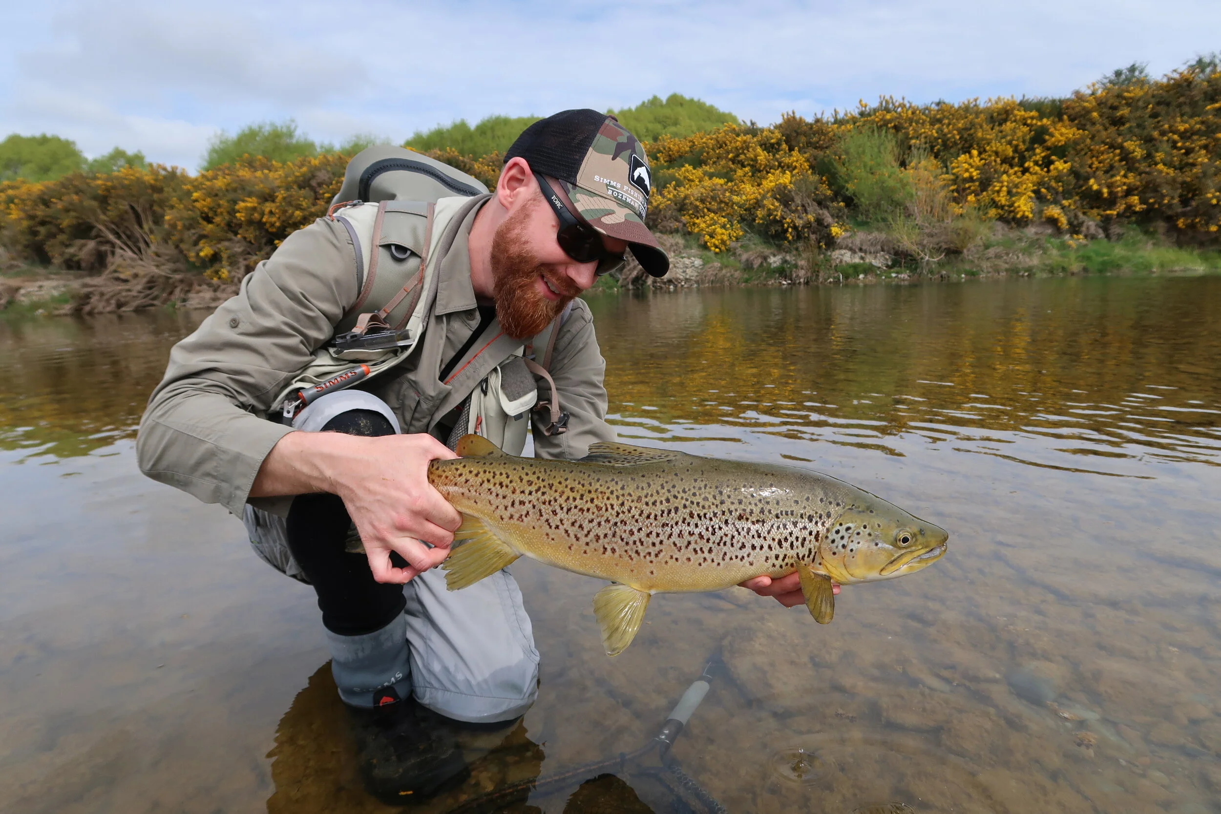 7.5lbs of green backed, yellow flanked brown trout