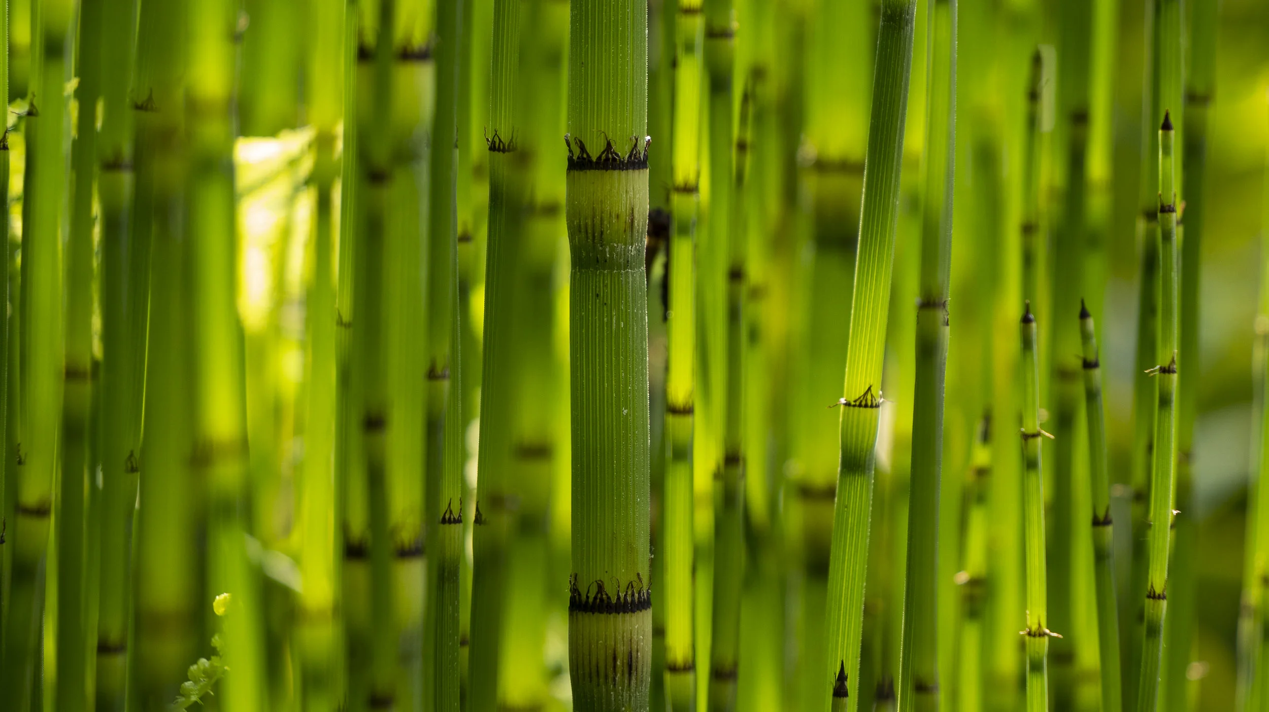 papyrus_P1055935.jpg
