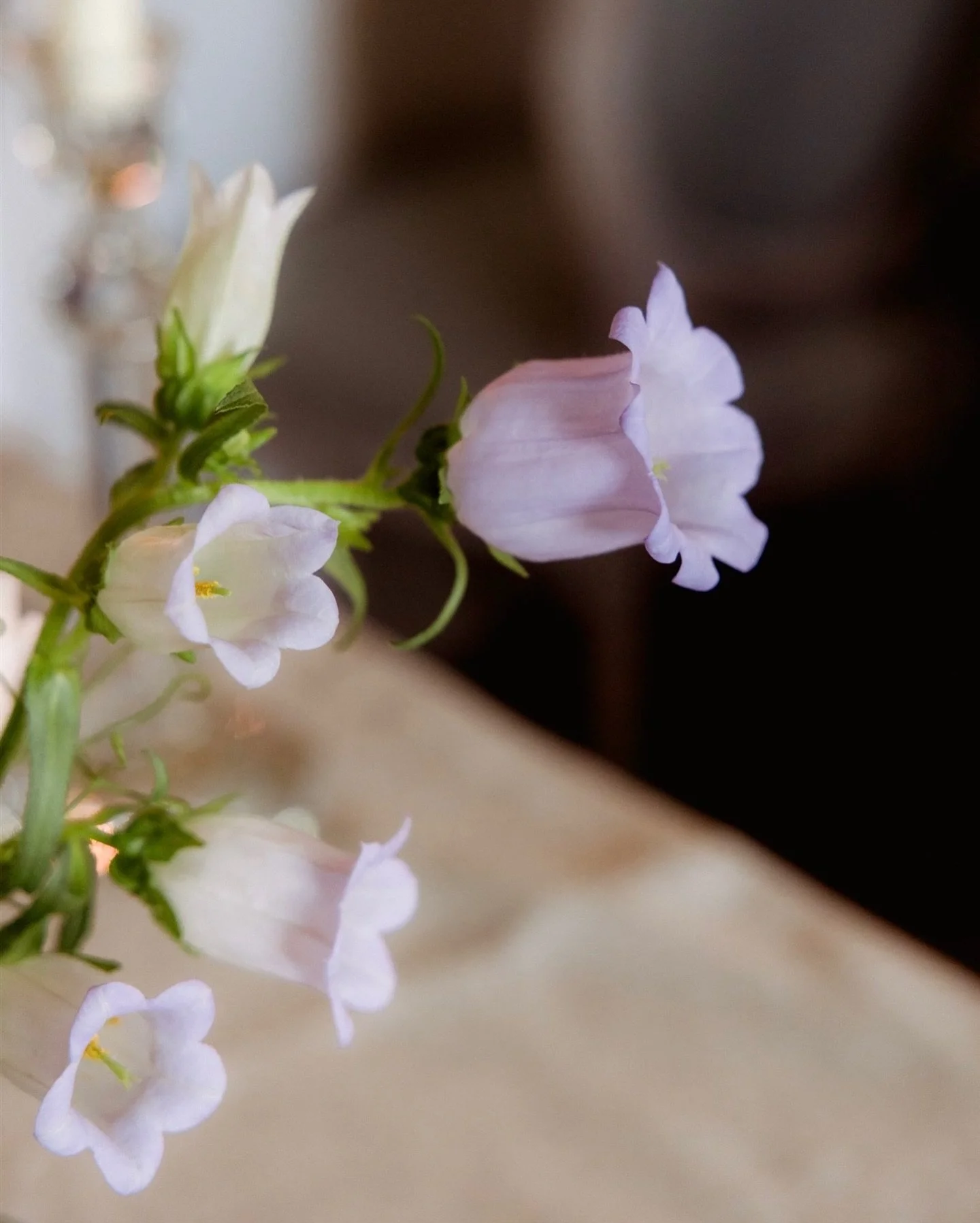 | parma violets &bull;

the last Monday in September &hellip; and feeling the need for a lil pale lilac - such an underrated colour I always think; I love it.

When I got married, before I trained as a florist, I wanted a dark, dusky aubergine/fig fl