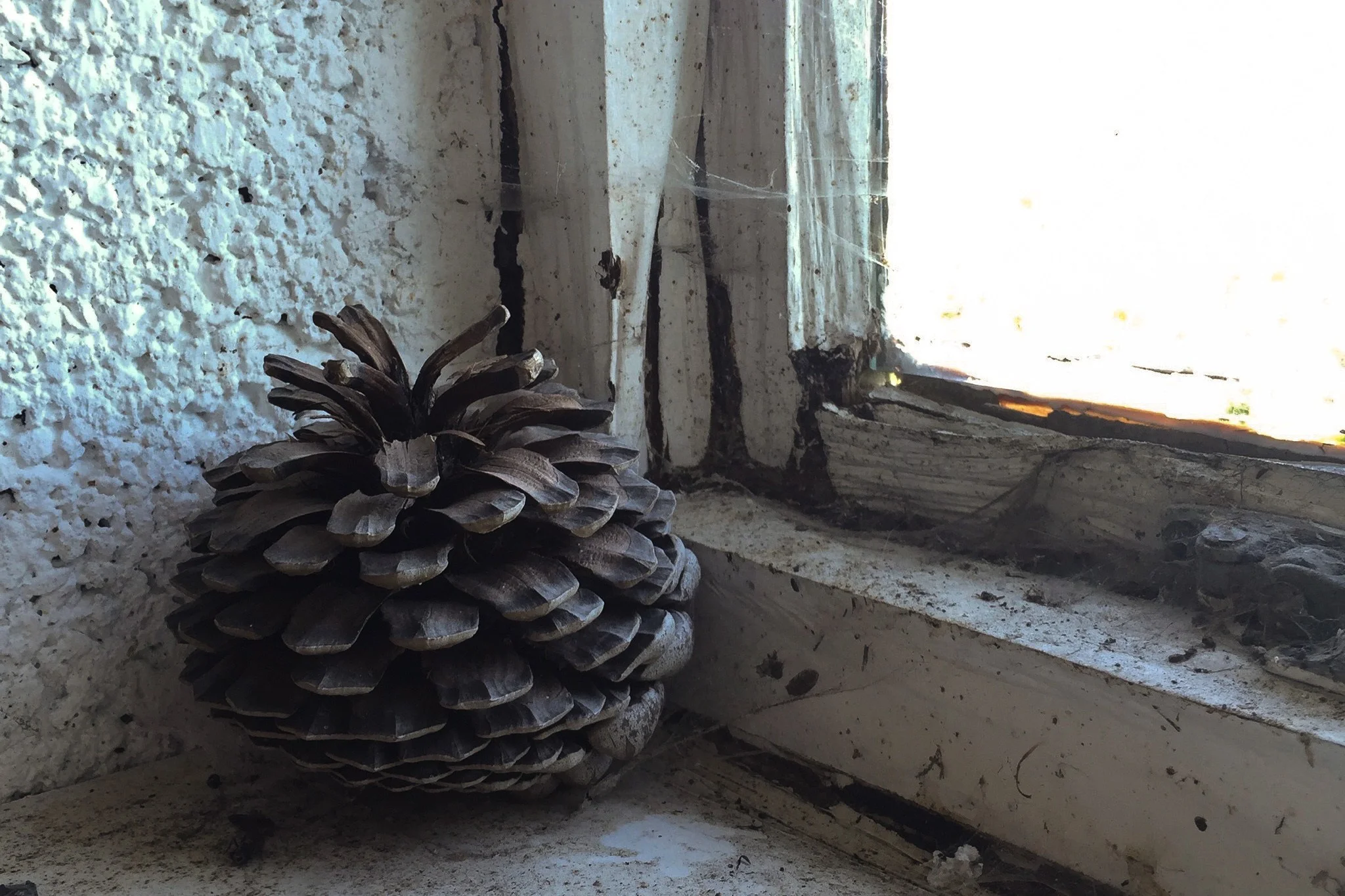 The windows were gently rotting and the spiders were having a ball!