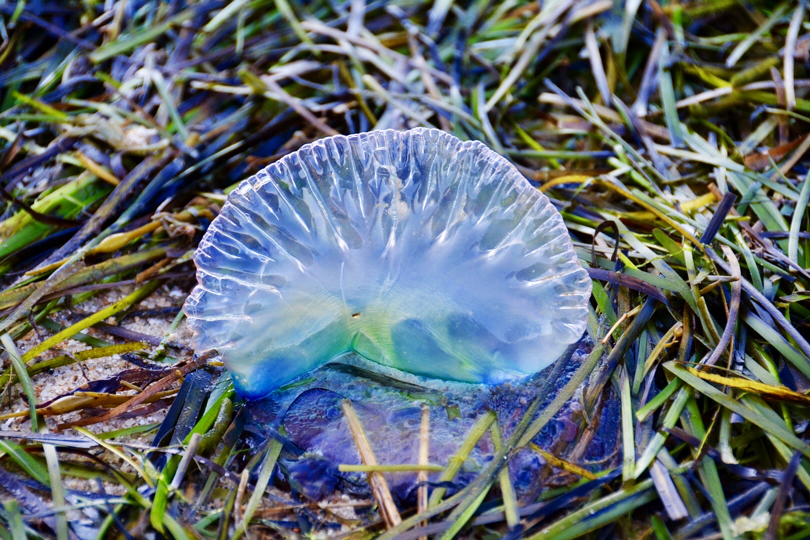 "Portugese Man O'War" Sears Point, Chatham