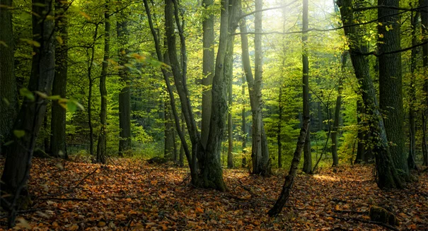 forest1.jpg