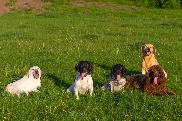 dogs_s-013.jpg