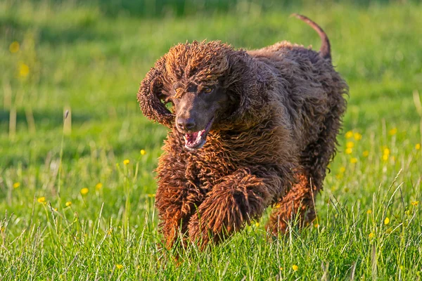 dogs_s-010.jpg