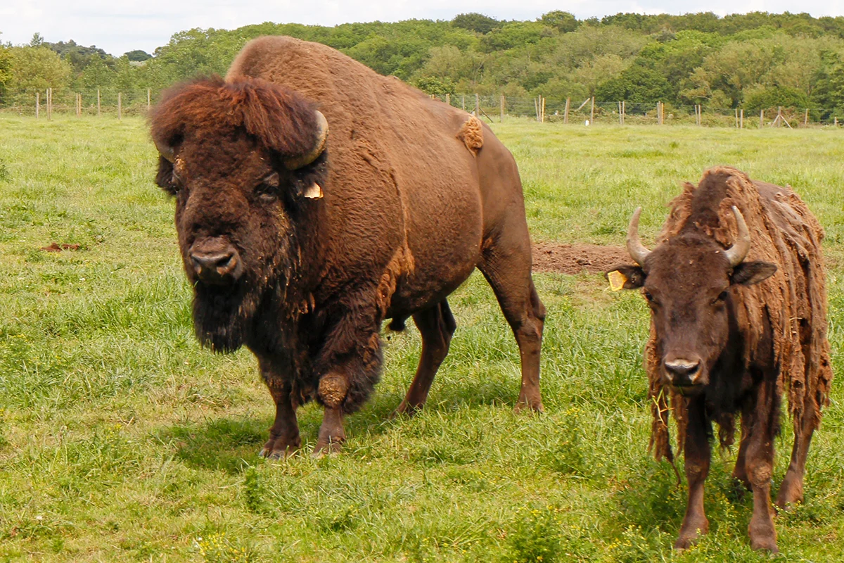 Bison-001.jpg