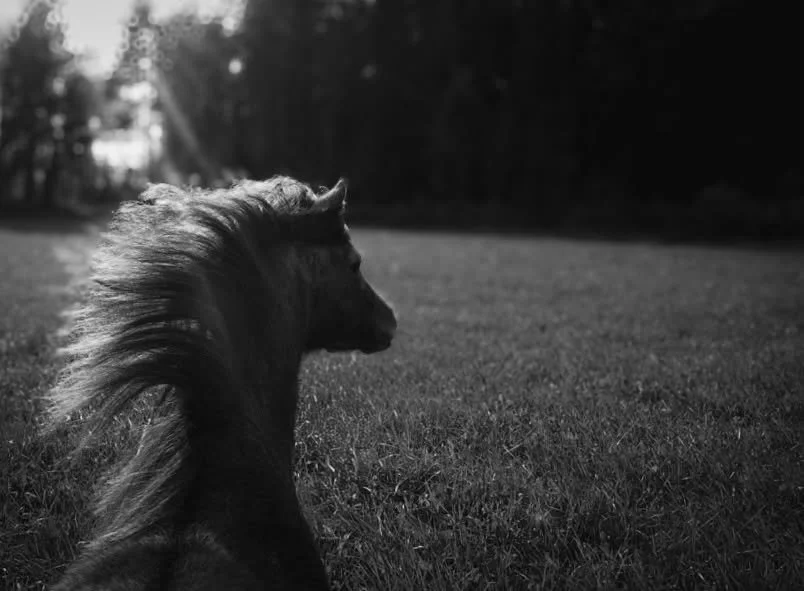 Tangled in the wind's breeze and the sun's rays

#olympusphotography #olympusomd #equestrianphotography