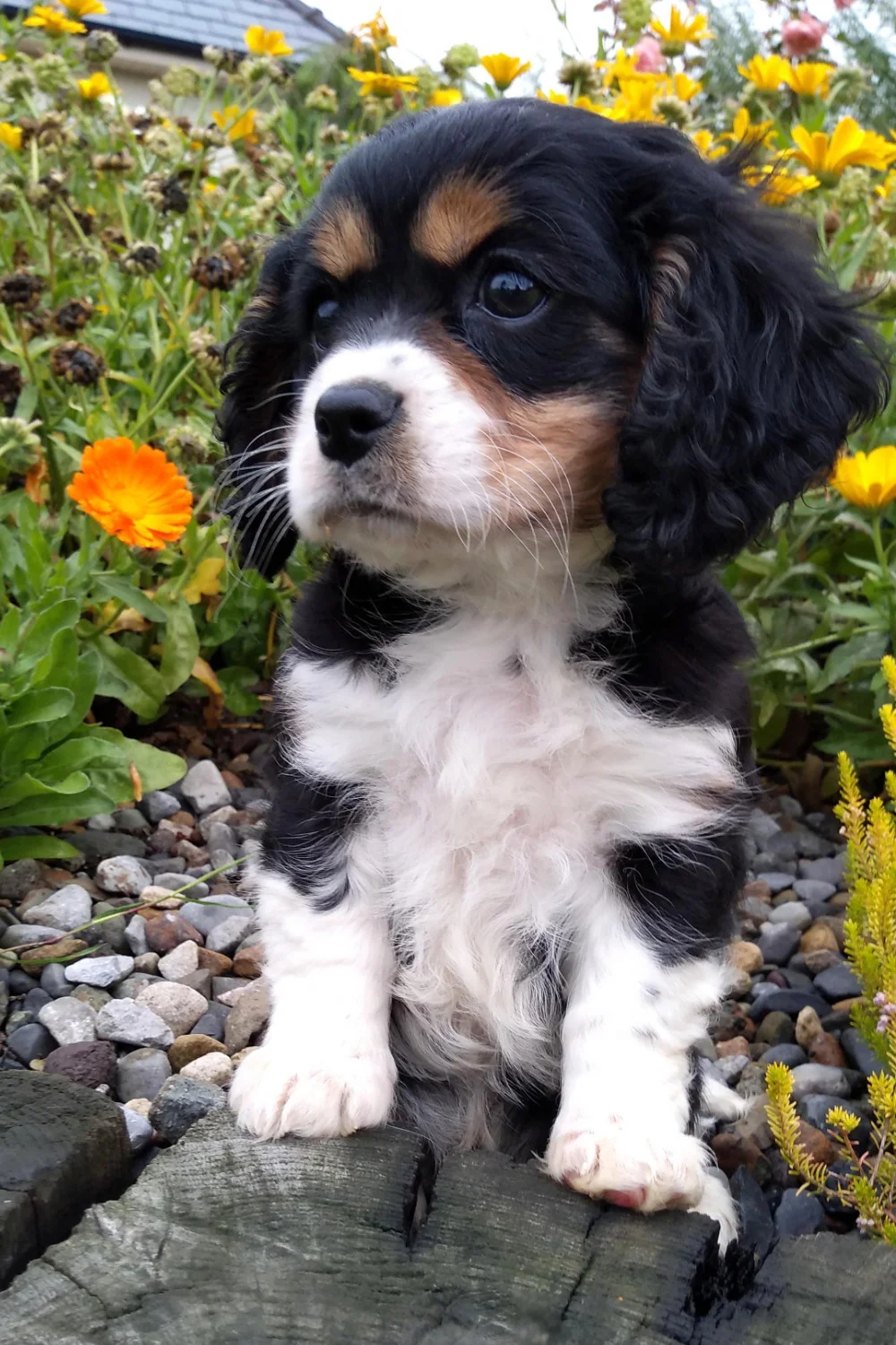 Rossbane Kennels Cavachon and Shichon Puppies Cavachon puppies