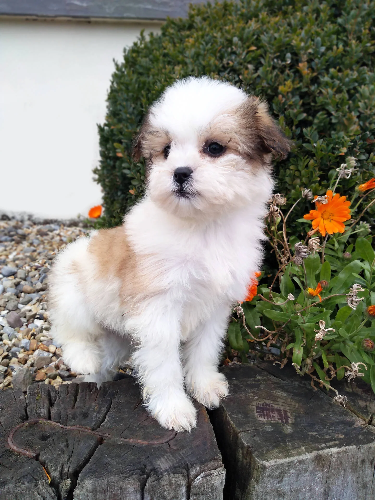 bichon frise and shih tzu mix for sale