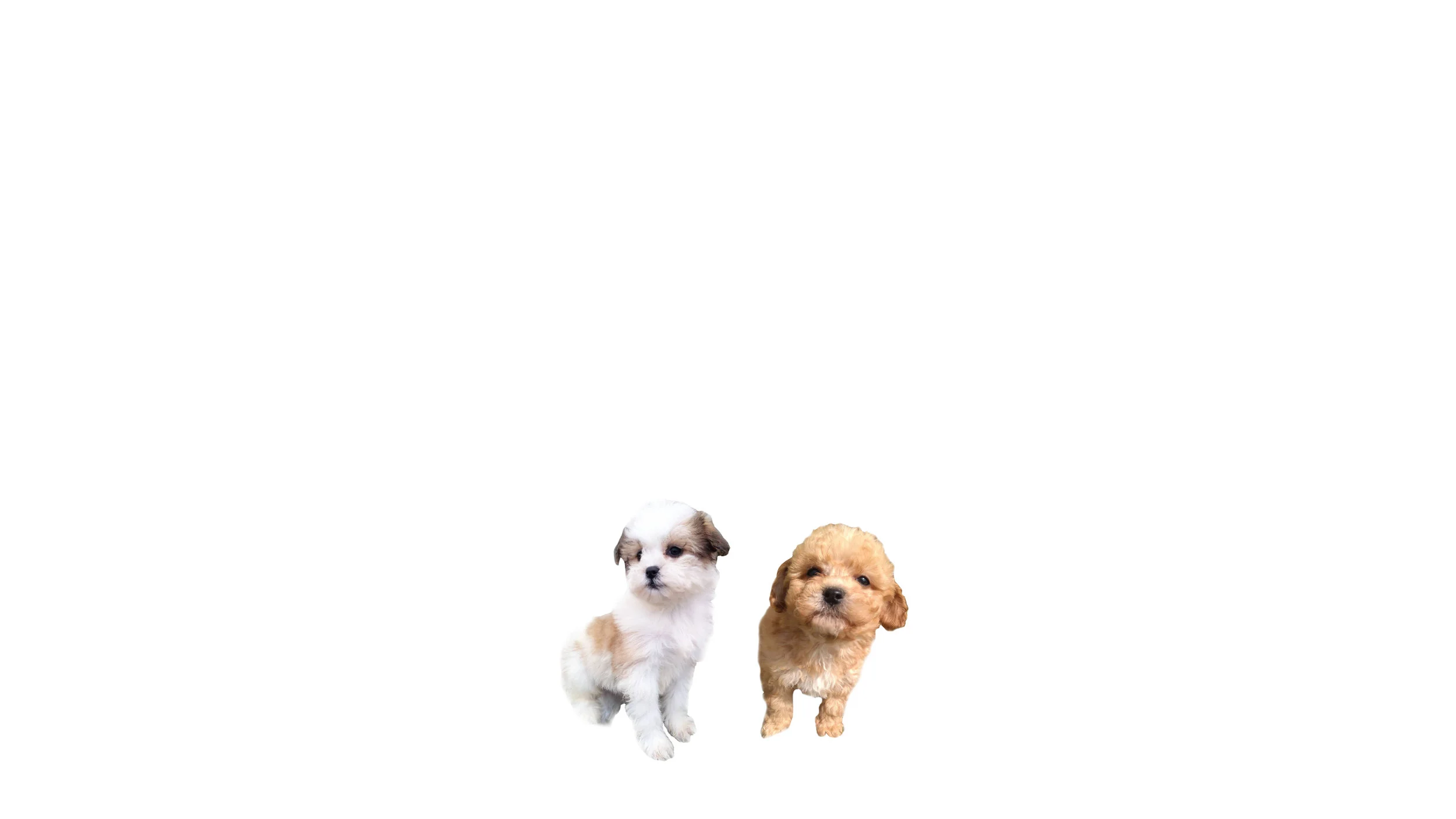 Cavachon and Shichon puppies