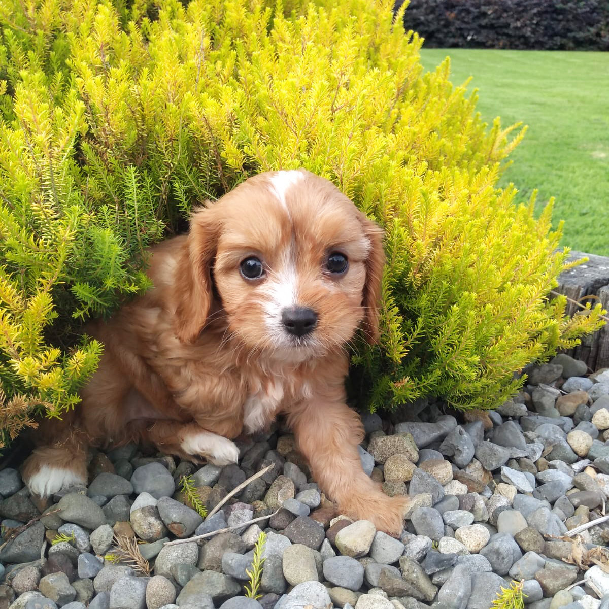 cockapoo for sale done deal
