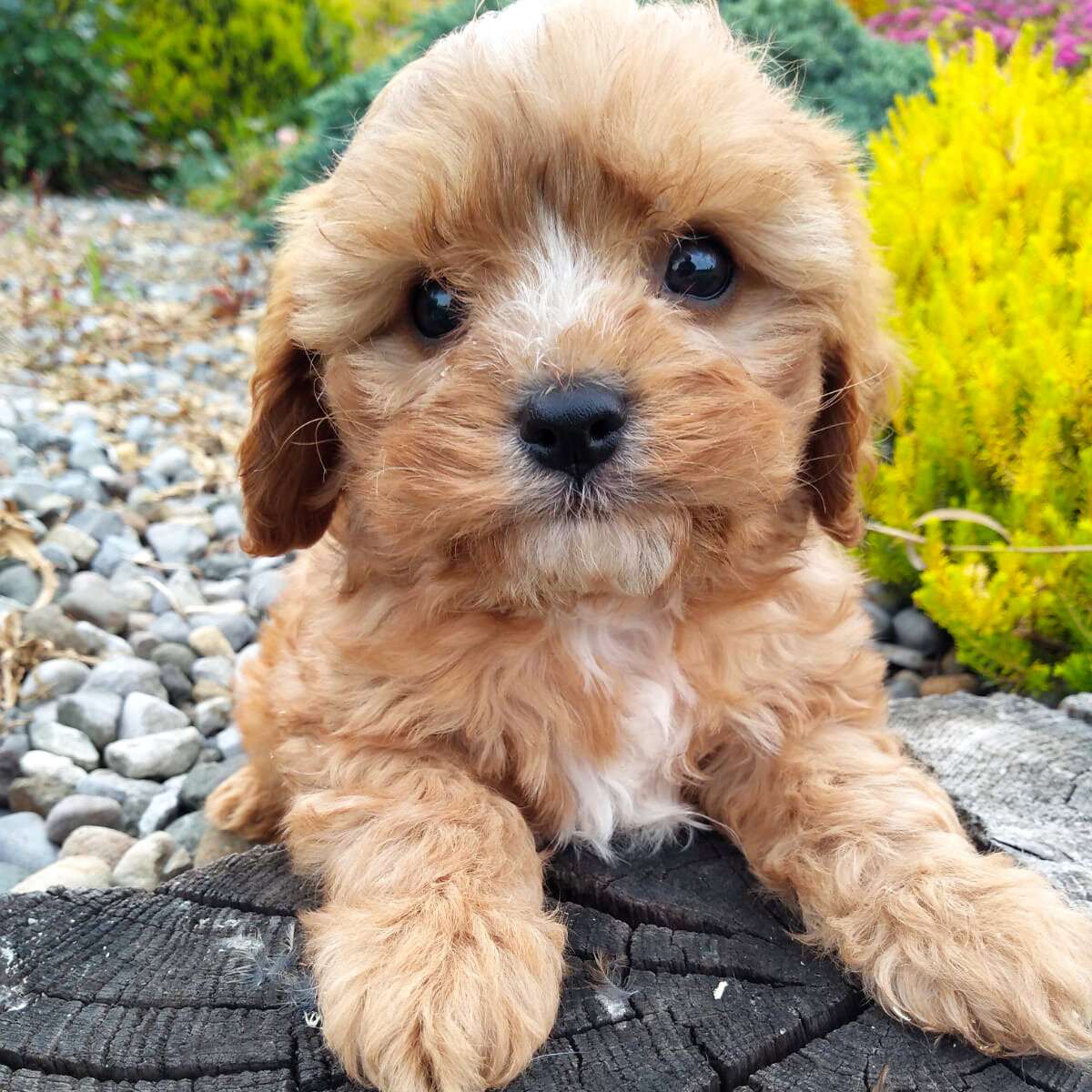 cavachon puppies