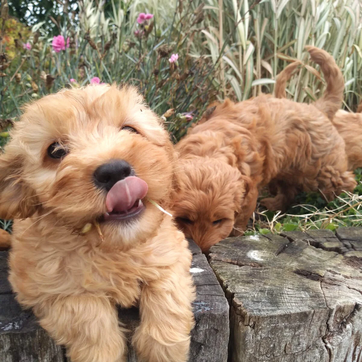 cavachon puppies done deal