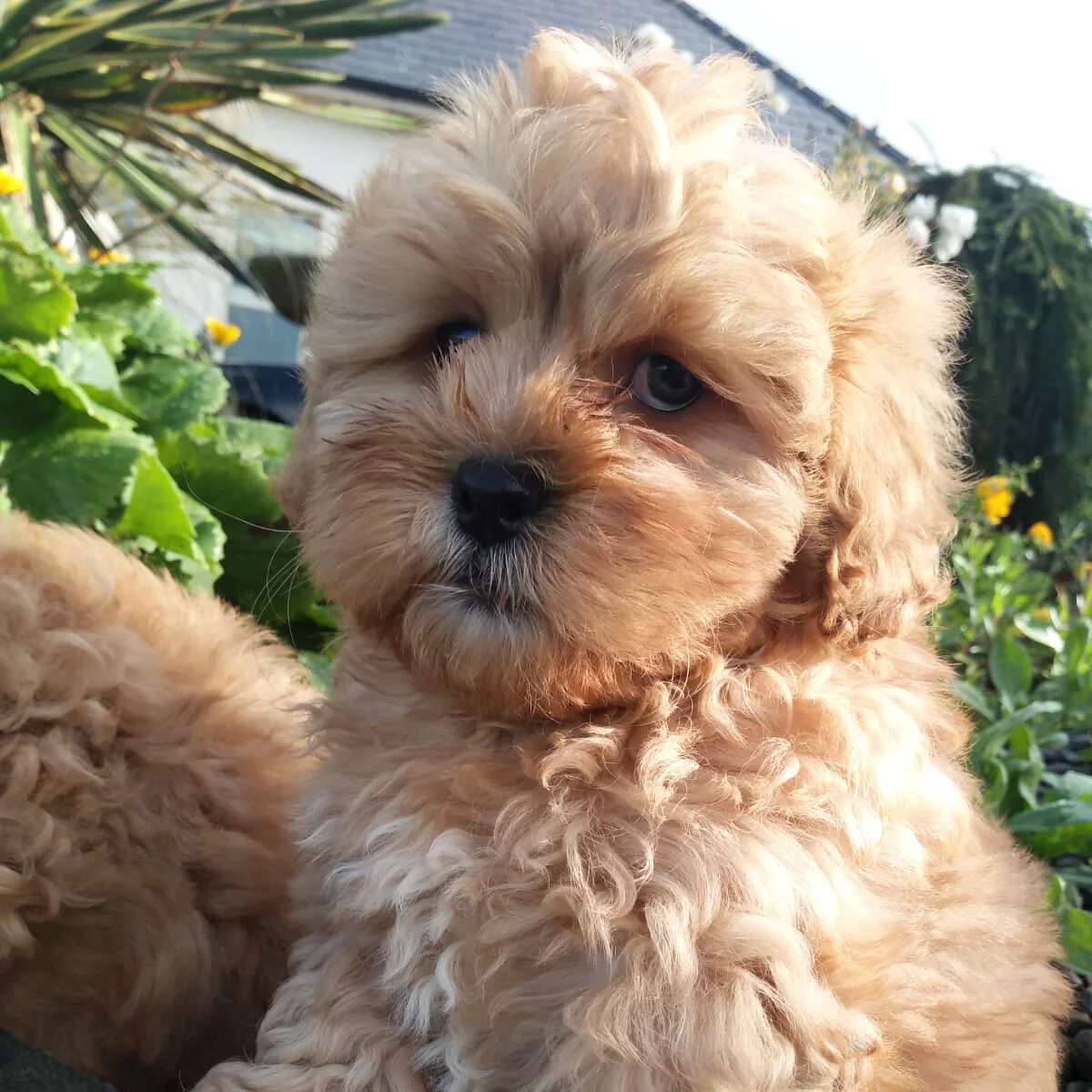 Rossbane Kennels Cavachon Cavapoo and Cockapoo Puppies Cavachon