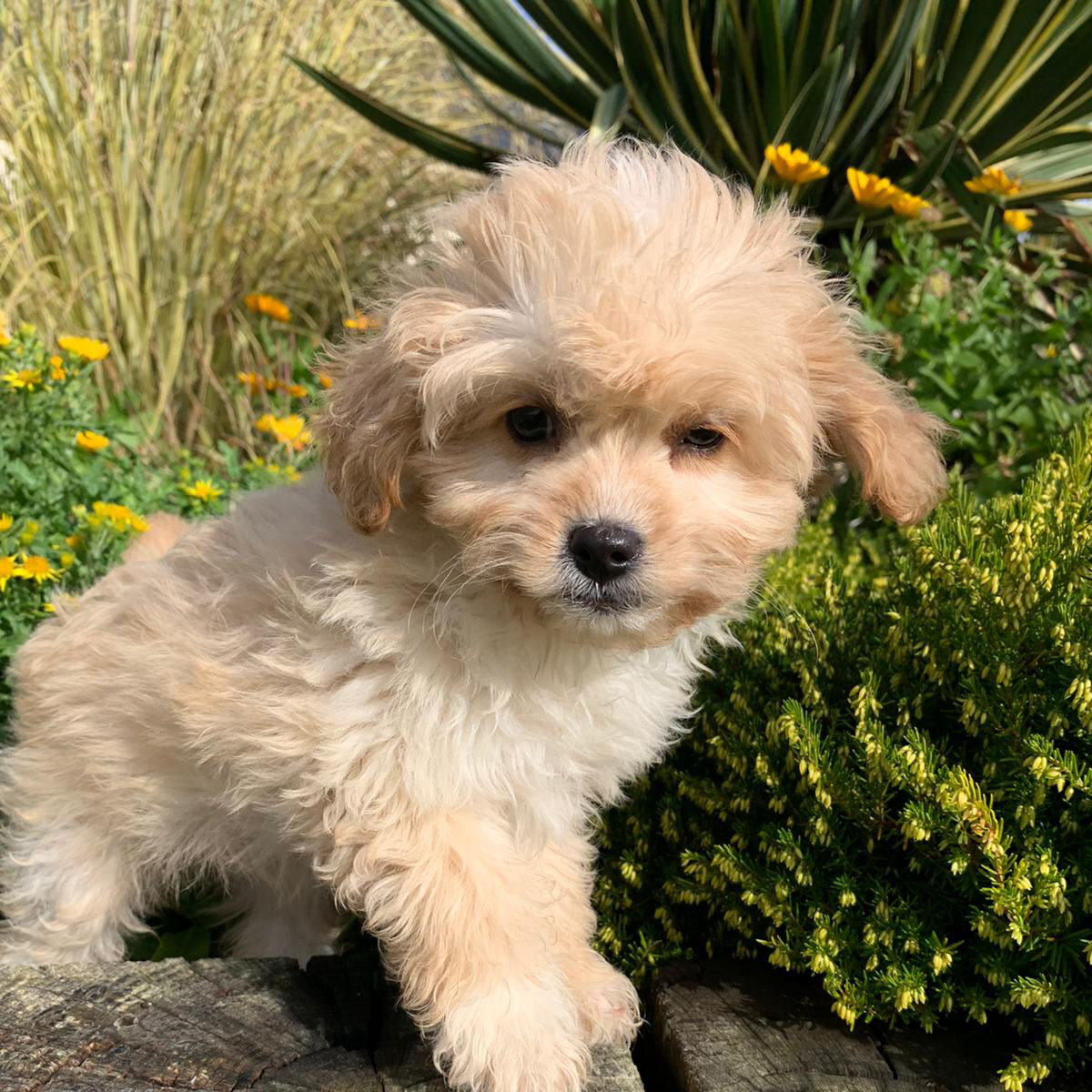 Previous Puppies — Rossbane Kennels Cavachon Cavapoo and Cockapoo Puppies