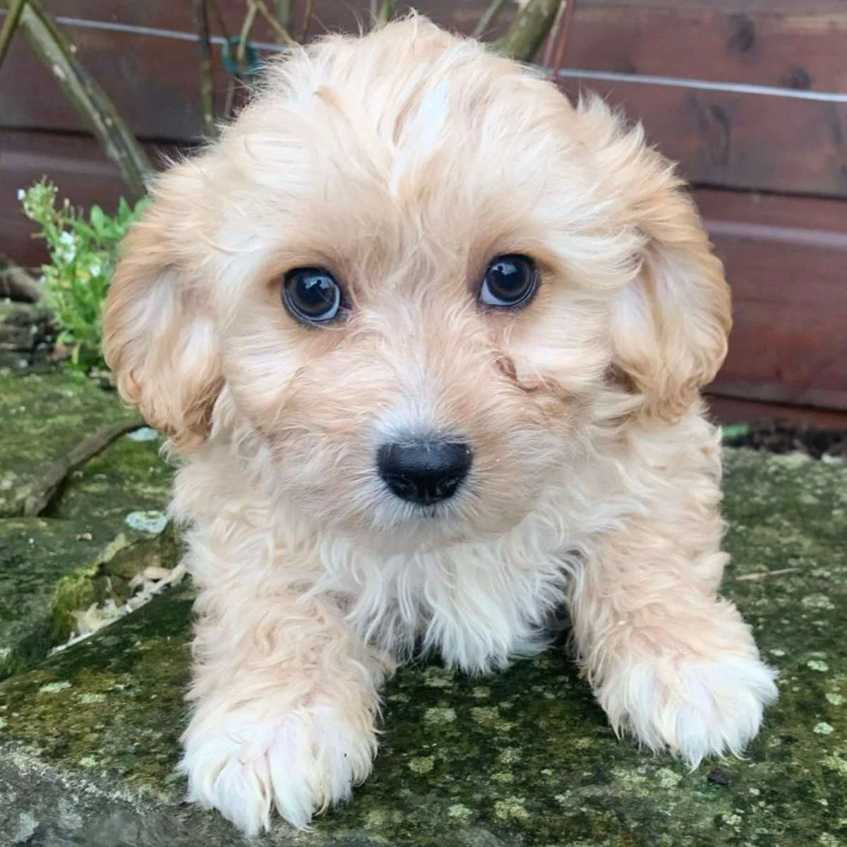 Cavachon Cavapoo and Cockapoo Puppies For Sale Switzerland — Rossbane ...