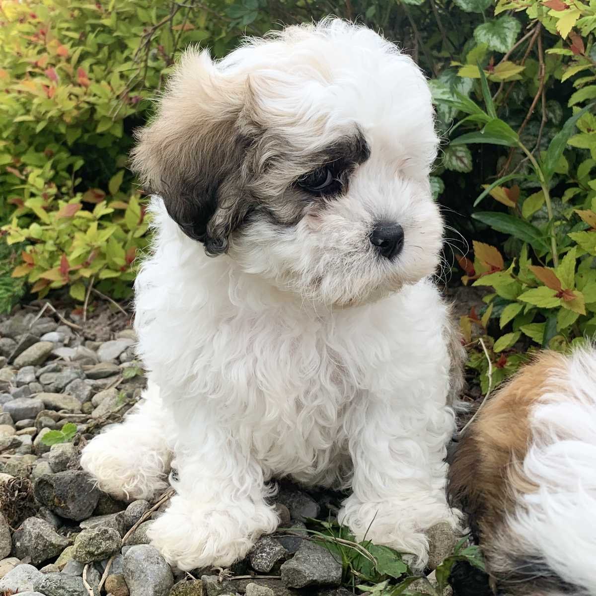 shichon puppy for sale