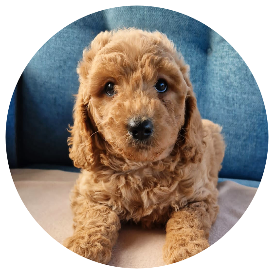 Cavapoo — Available puppies for sale | Cavachon | Cavapoo | Cockapoo ...