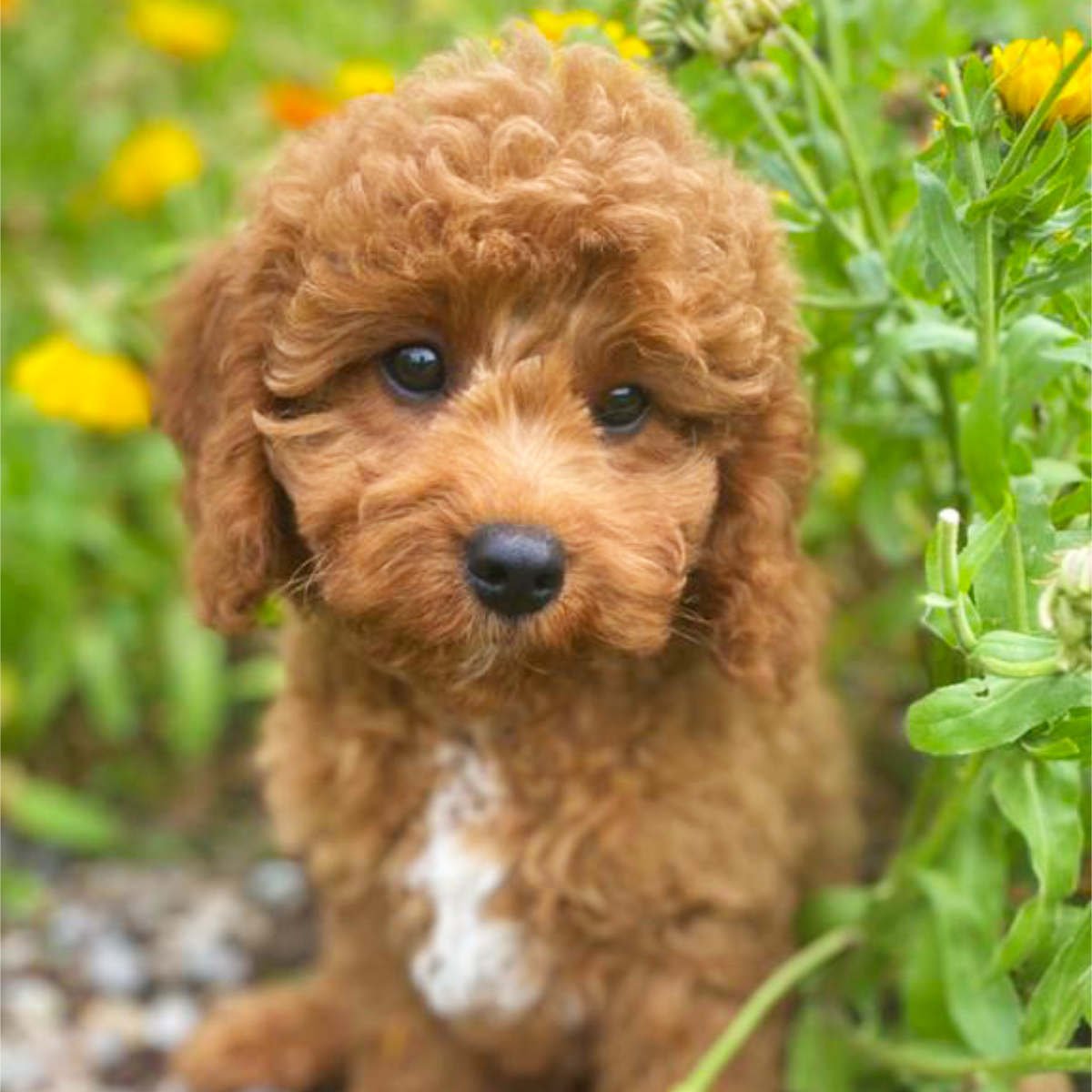 Apoo Puppies Cavachon Cavapoo