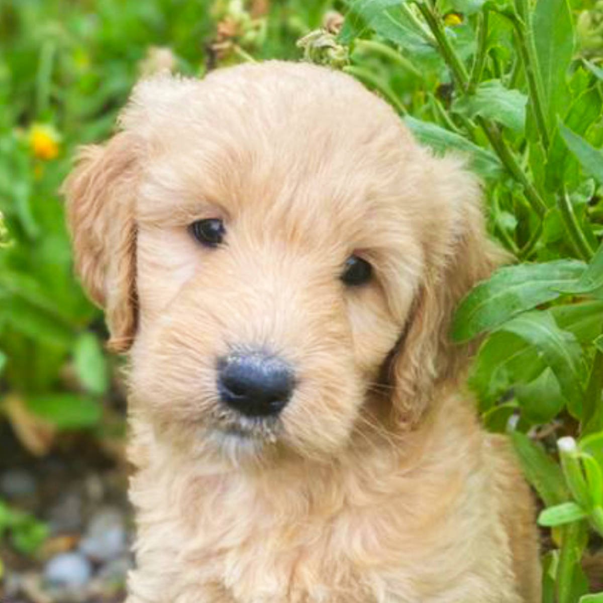 Goldendoodle Puppies