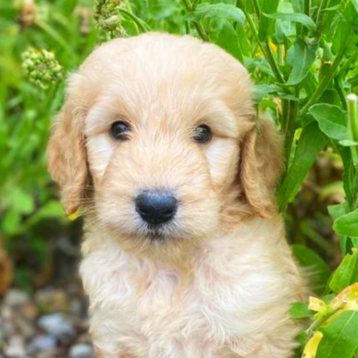 Goldendoodle Puppies