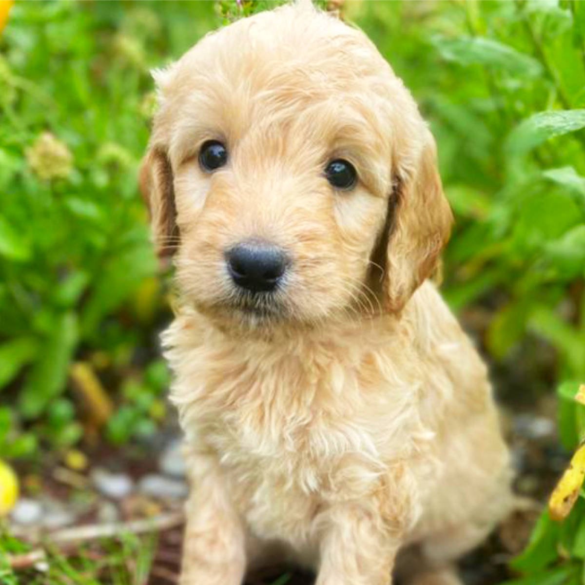 Goldendoodle Puppies