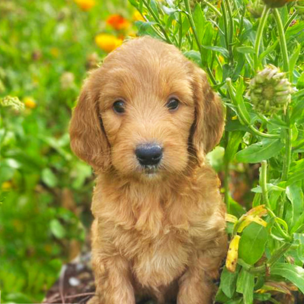 Goldendoodle Puppies