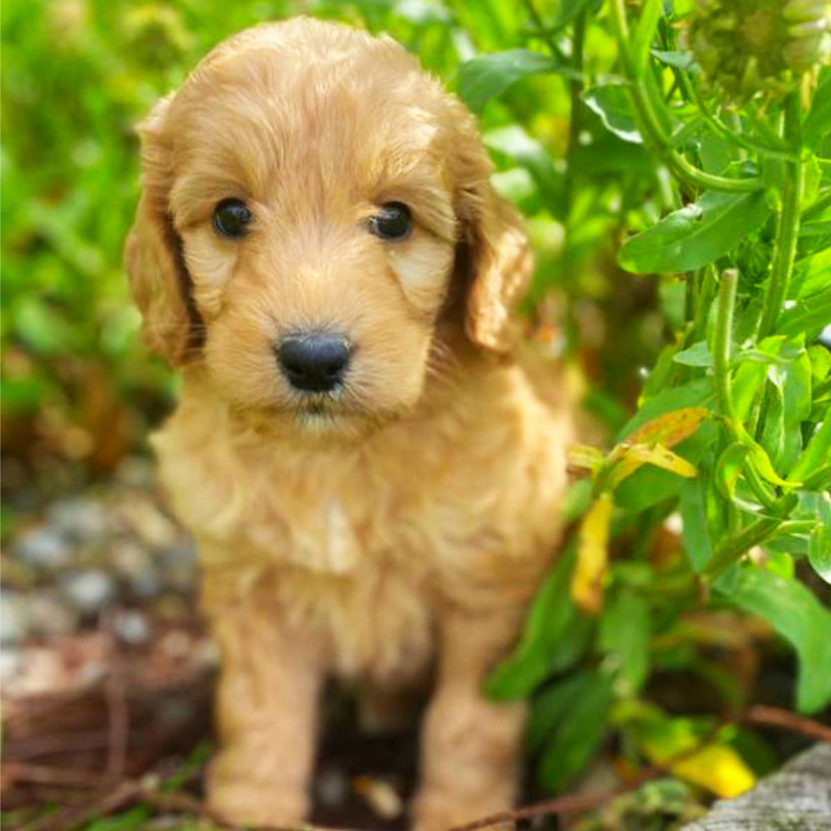 Goldendoodle Puppies