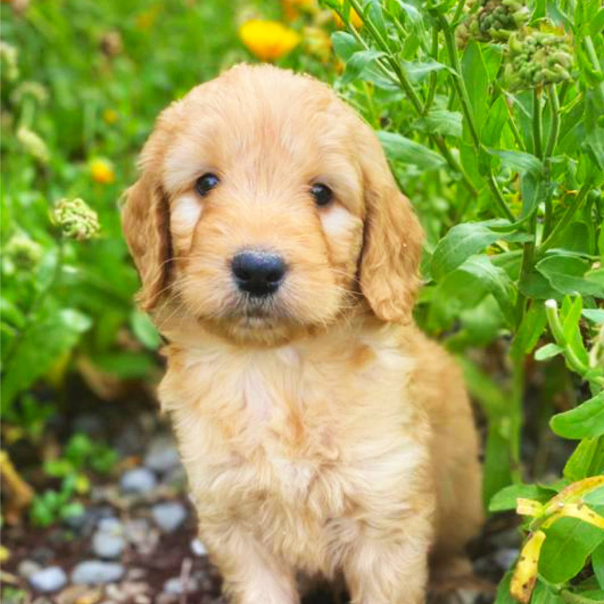 Goldendoodle Puppies