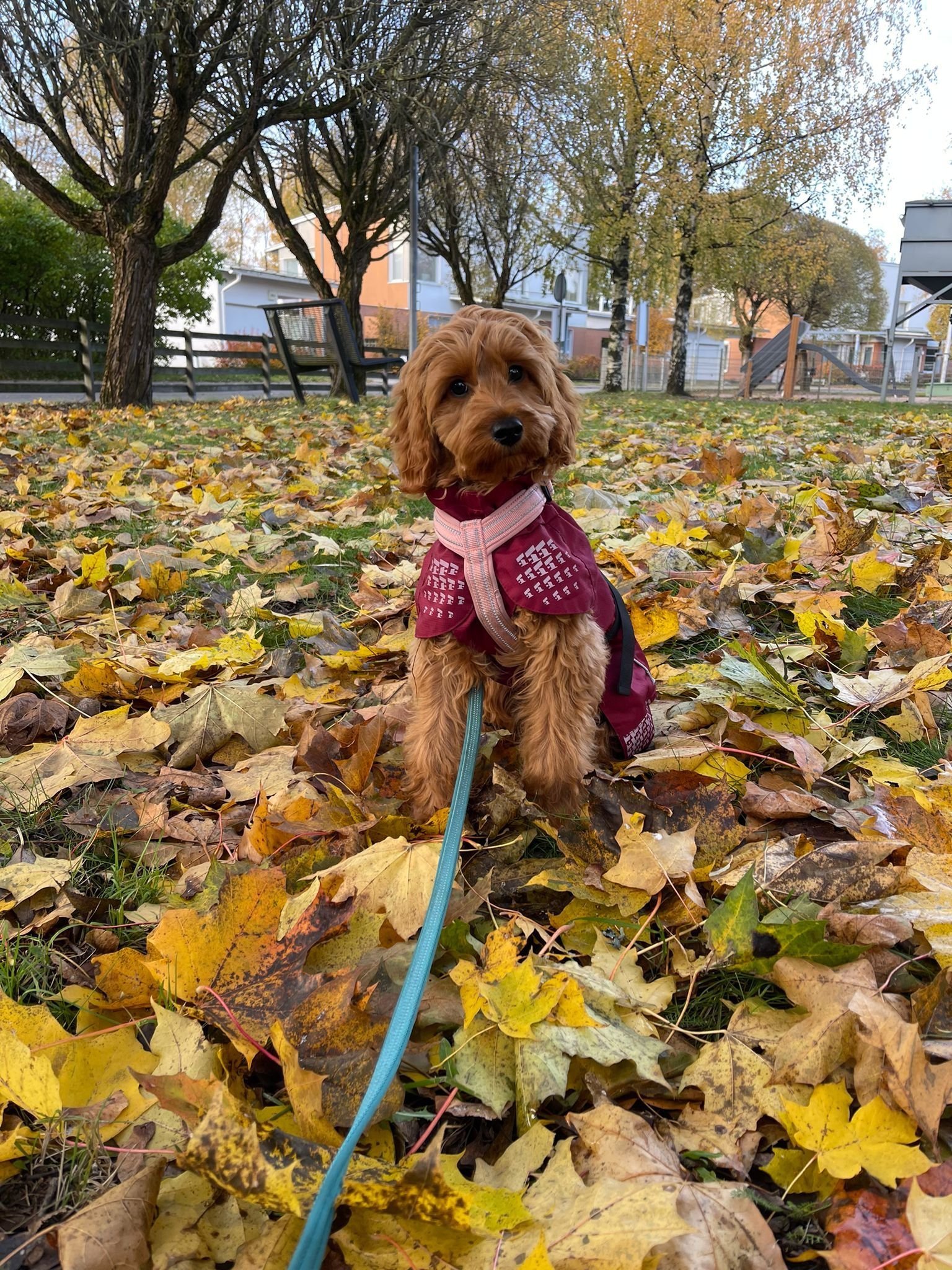 Cockapoo Puppy