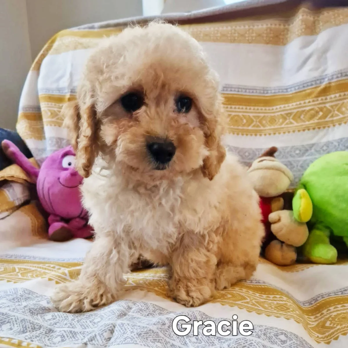 Trained Puppies For Sale — Rossbane Kennels Cavachon Cavapoo and