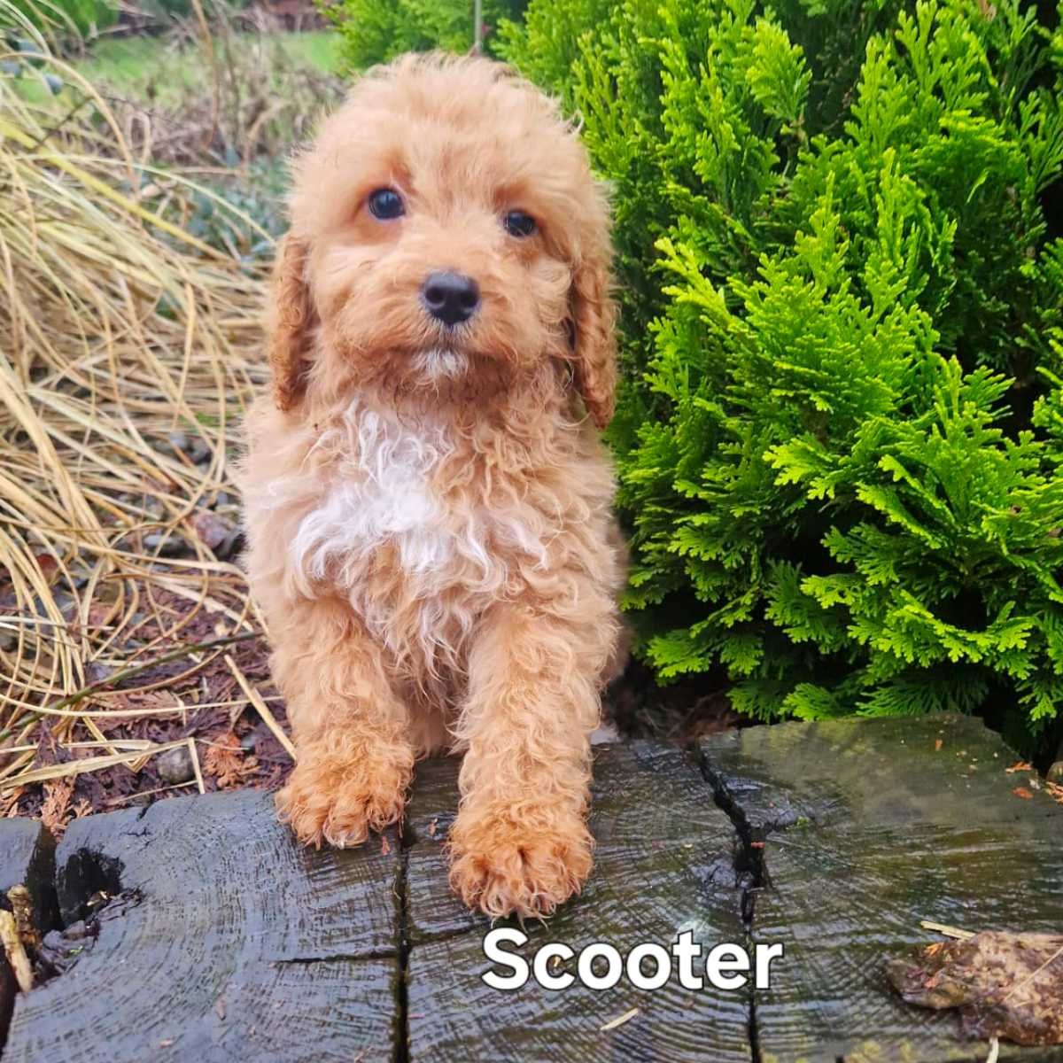 Cavapoo puppies for sale in Limerick Cavalier Poodle Mix — Rossbane