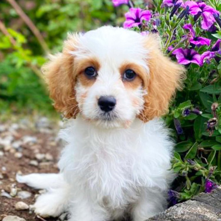 Cavachon Breed