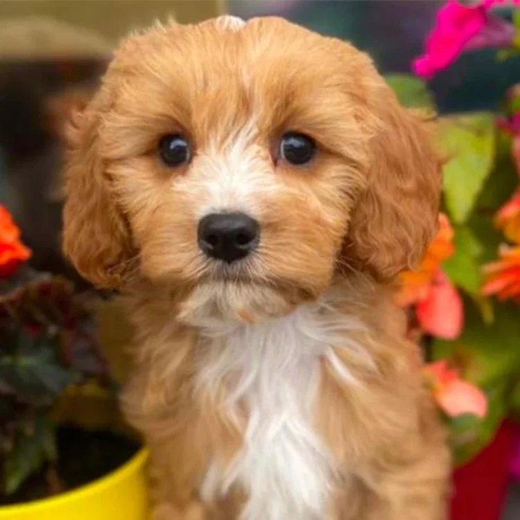 Cavapoo Breed