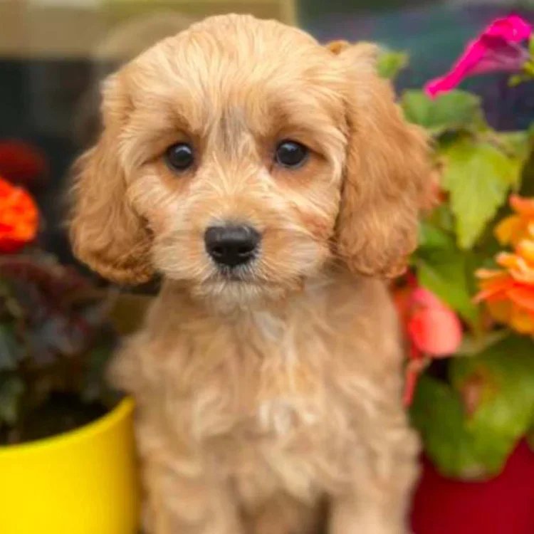 Cavapoo Breed