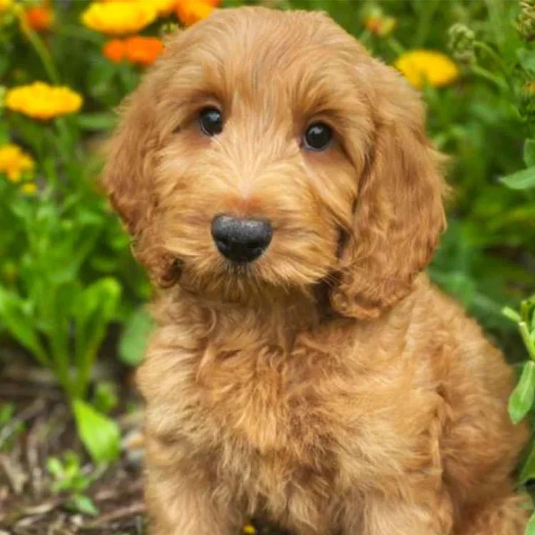 Cockapoo Breed