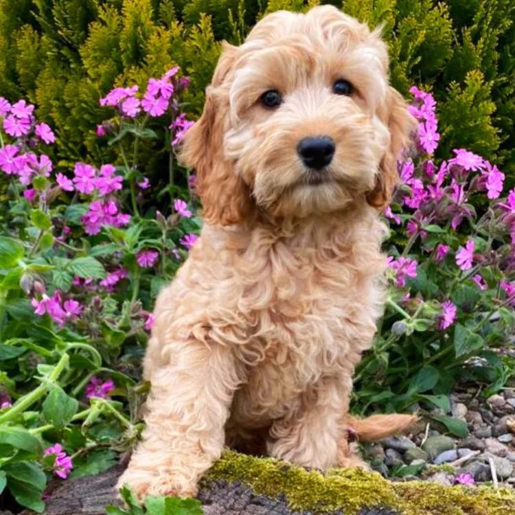 Cockapoo Breed