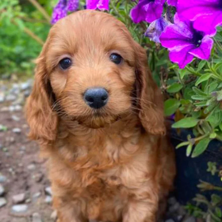 Cockapoo Breed