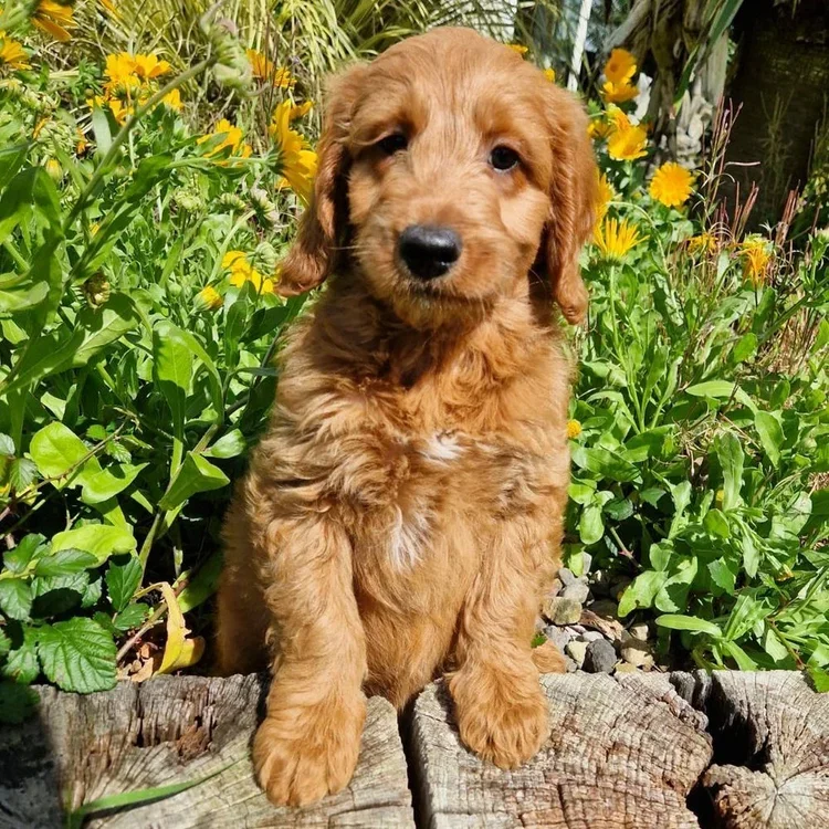 Goldendoodle Breed
