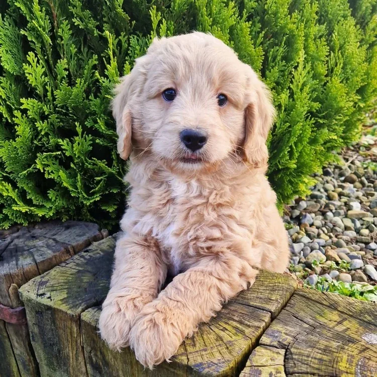 Goldendoodle Breed