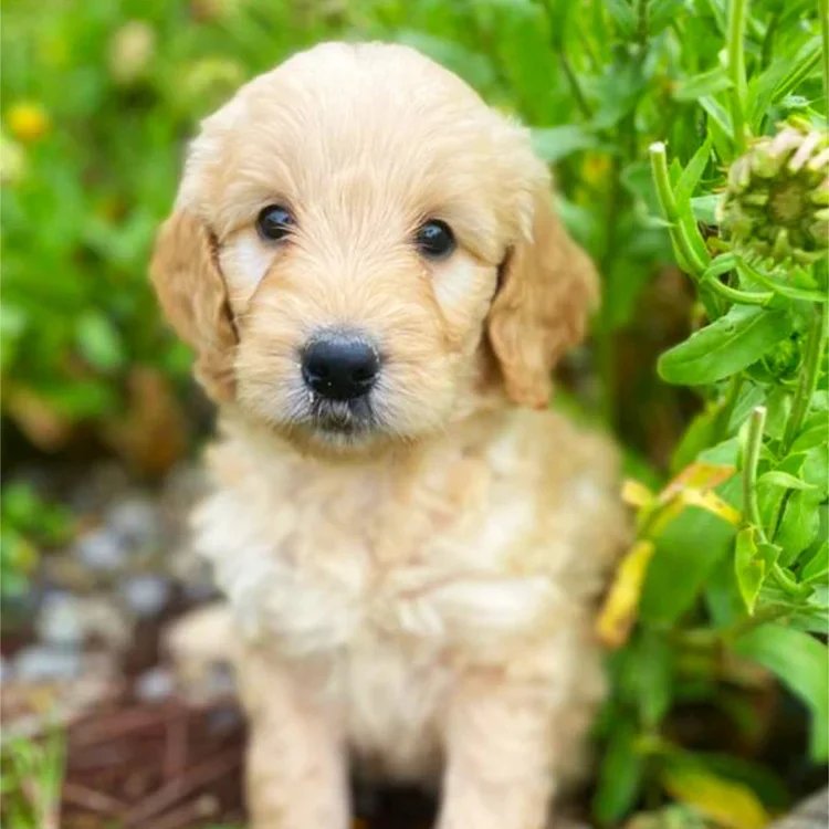Goldendoodle Breed