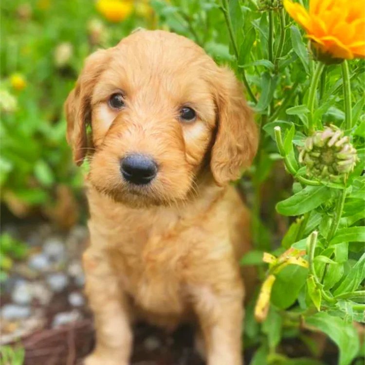 Goldendoodle Breed