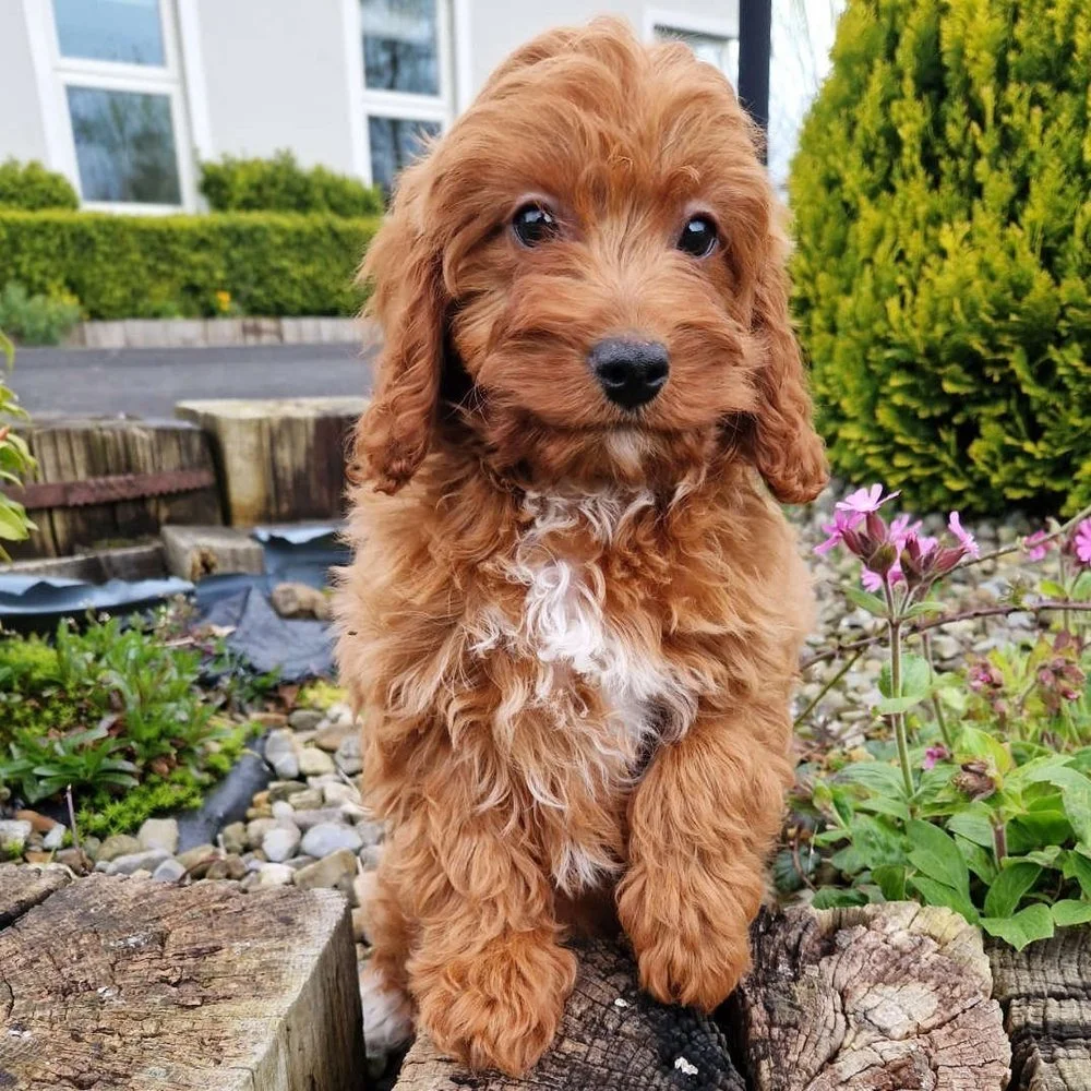 Cavapoo Breed
