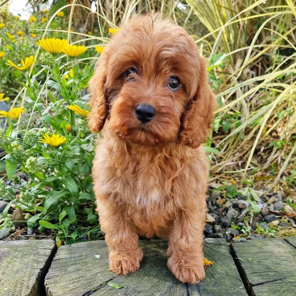 Cavapoo Breed