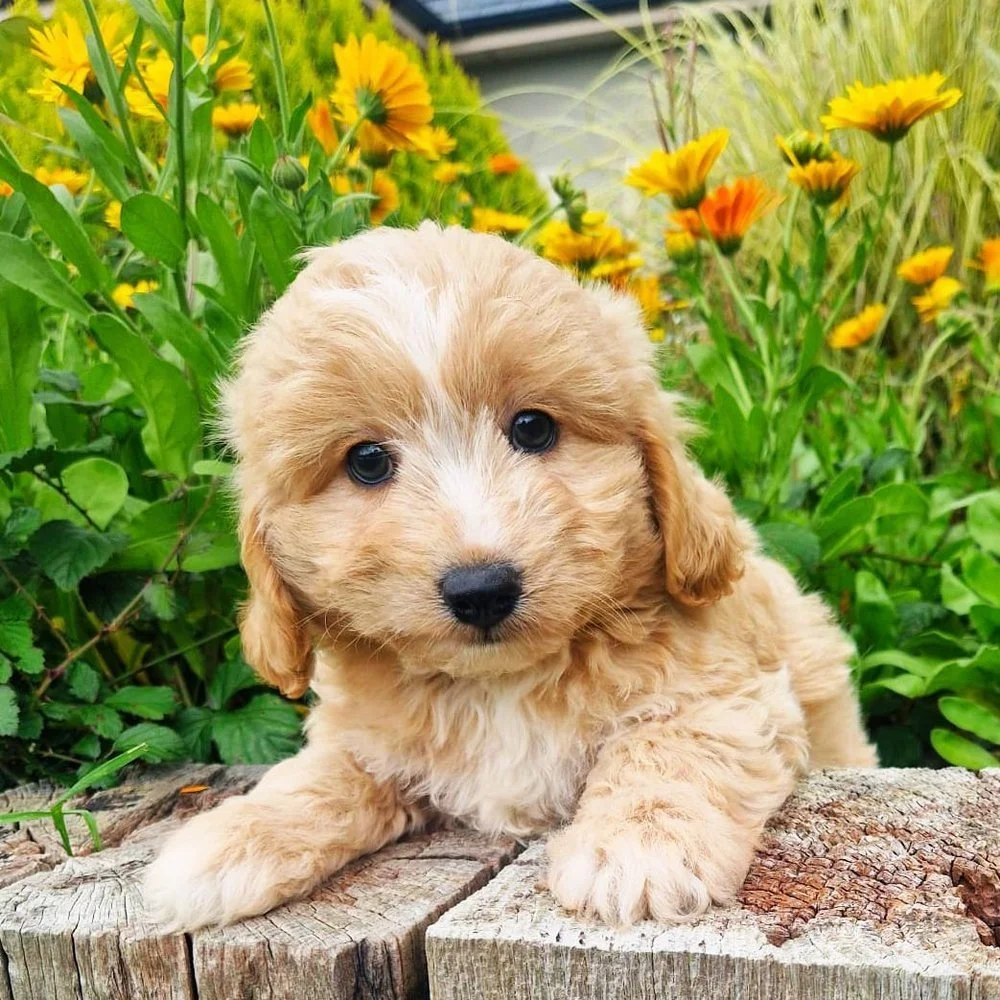 Cavapoo Breed