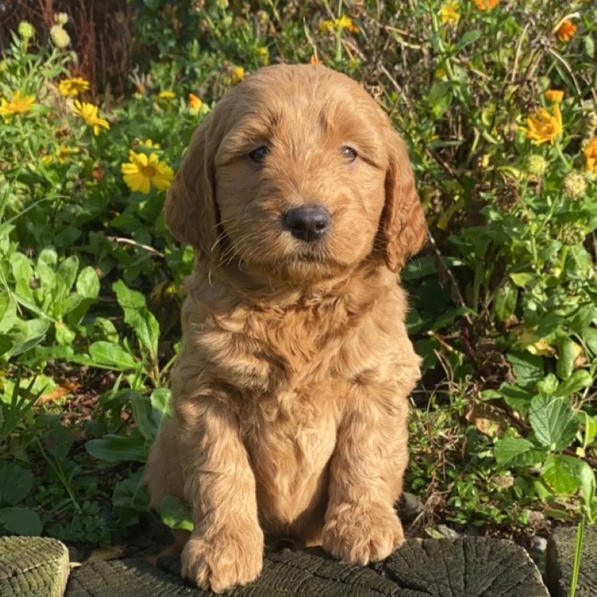 Rossbane Kennels Puppies