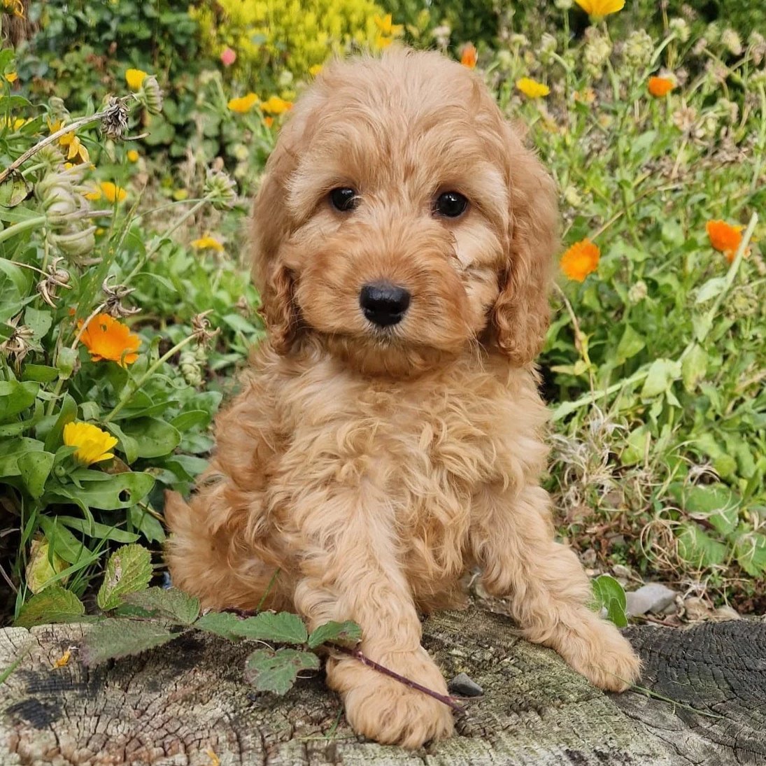 Rossbane Kennels Puppies