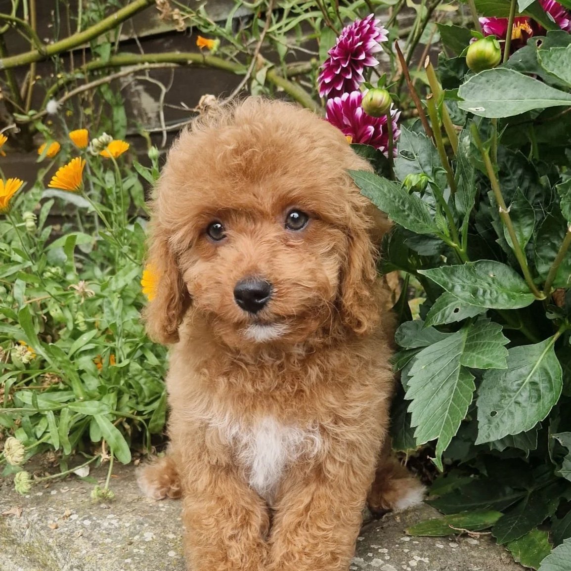 Rossbane Kennels Puppies