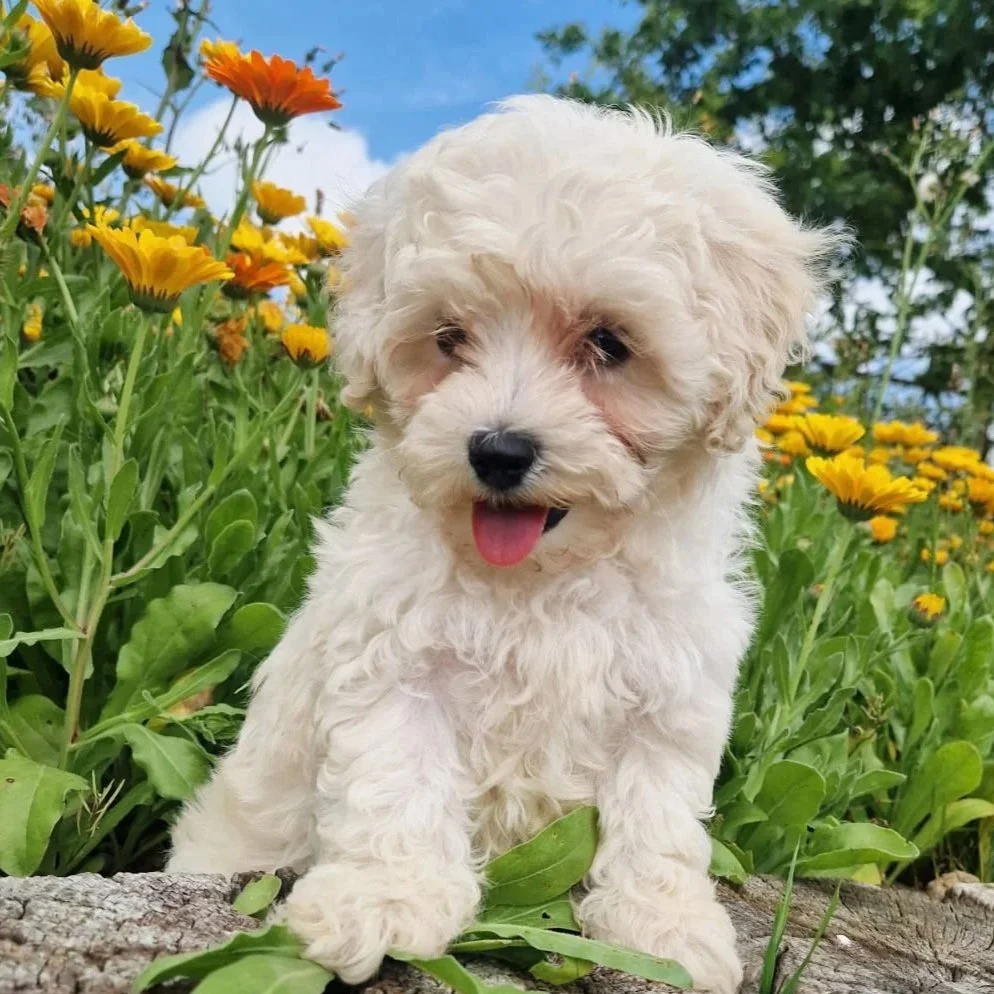 Rossbane Kennels Puppies